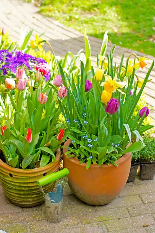 lovely Best Cut Flowers for a Cutting Garden