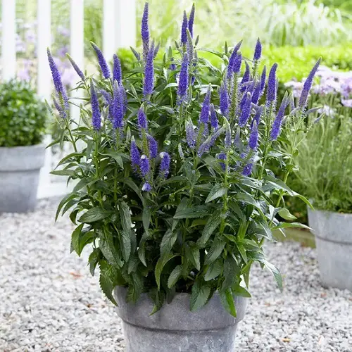 Best cut flower