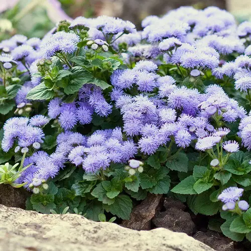 Best Cut Flowers for Cutting Garden