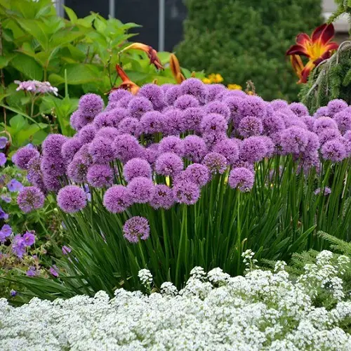 Best Cut Flowers for Cutting Garden