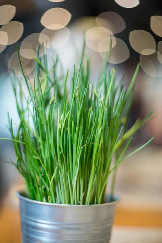 Plants that Repel Spiders 7