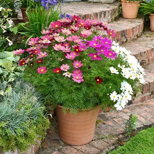 Amazing Best Cut Flowers for Cutting Garden