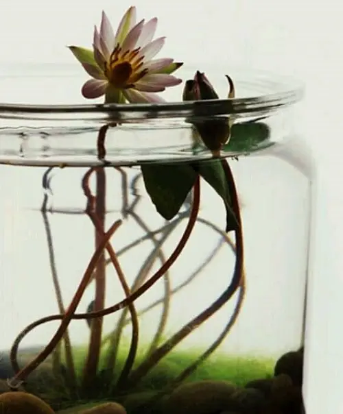 Flower Water Garden