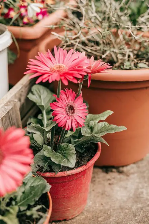 Gerbera Daisy Care & Growing Guide