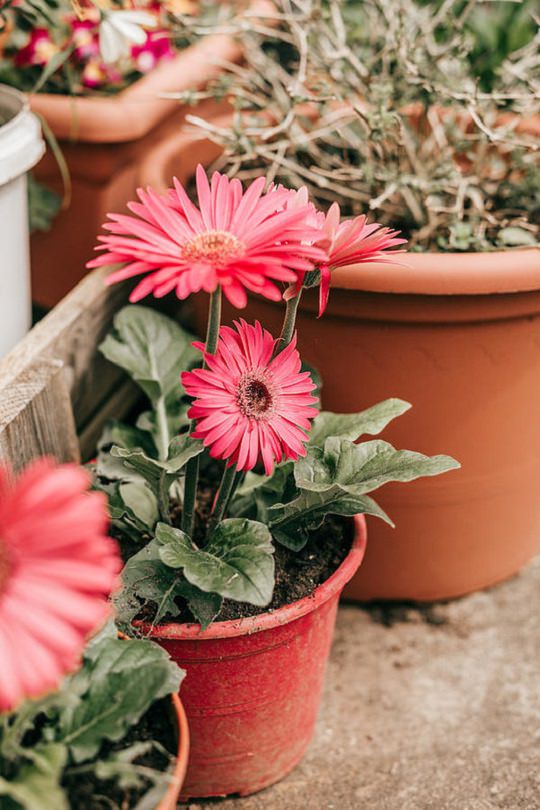 Gerbera Daisy Care & Growing Guide Balcony Garden 