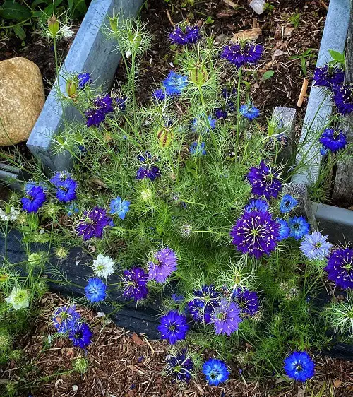 Finest Cut Flowers for a Cutting Garden