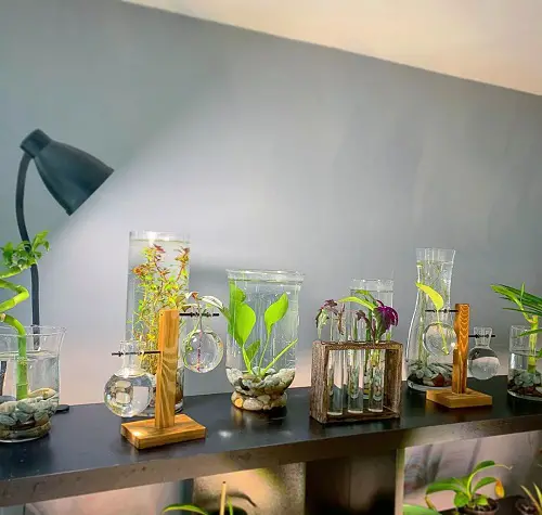 A Water Garden Shelf