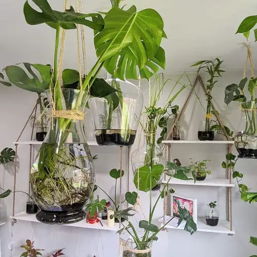 Plant Cuttings Water Garden