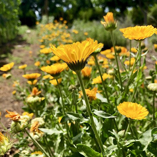 53 Types Of Yellow Flowers For Garden Plants With Yellow Flowers