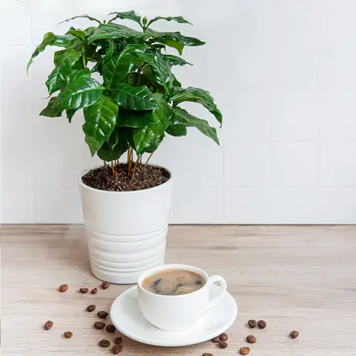 Requirements for Growing Coffee Tree in a Pot