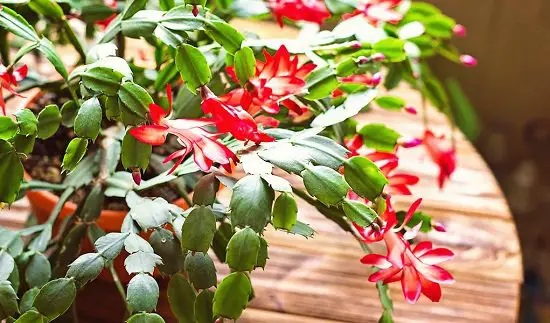 Succulents and Cacti