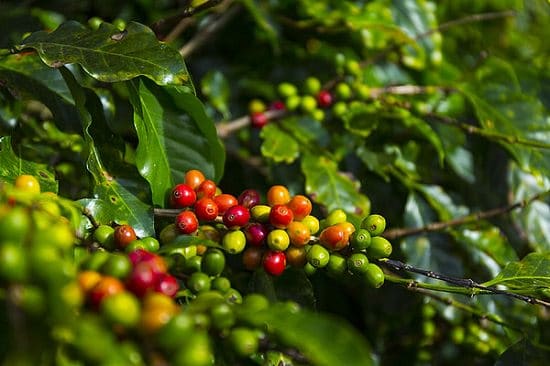 How To Grow A Coffee Plant Care And Growing At Home