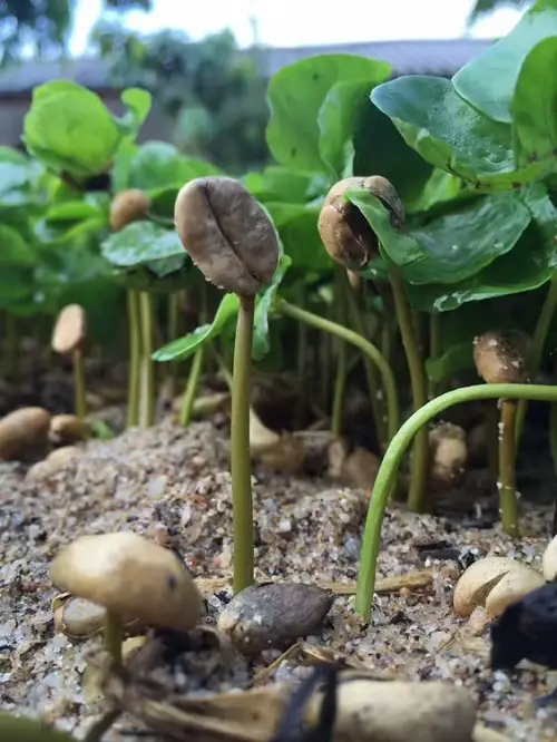 Growing Coffee from Seeds