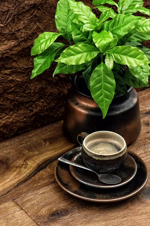 How to Grow a Coffee Plant