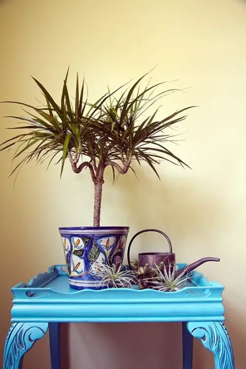 dracaena plant benefits Helps in Increasing Humidity