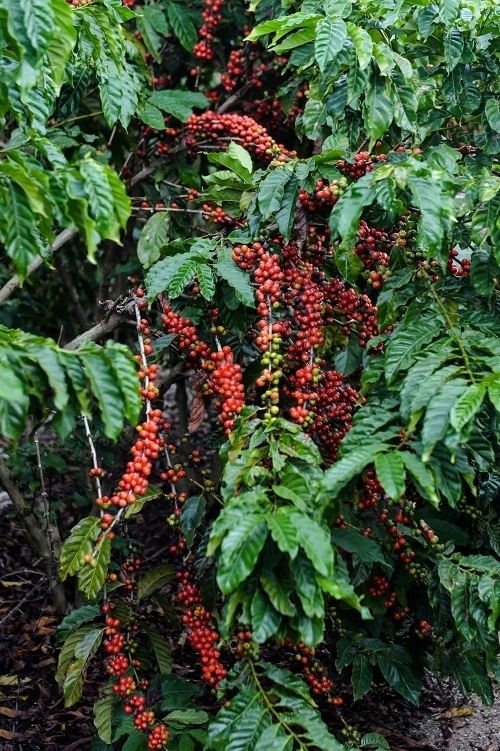 Coffee Plant Information