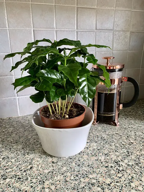 Caring for a Coffee Plant