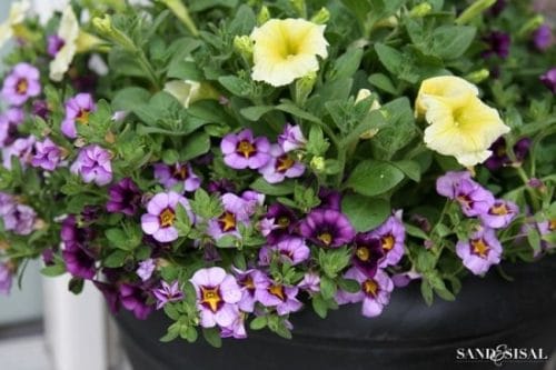 Smart Gardening Hacks For Beginners 4