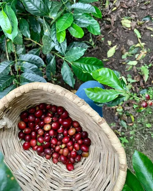 How to Harvest Coffee