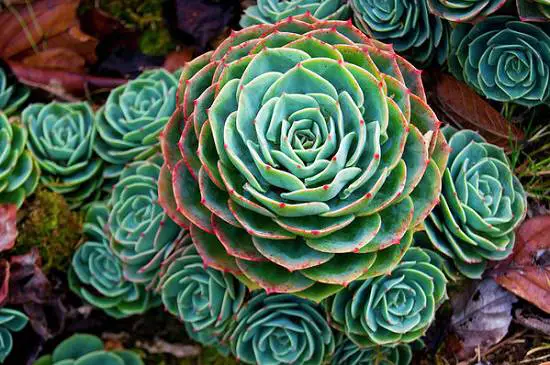 Succulents and Cacti
