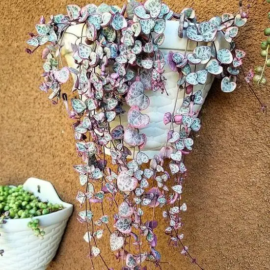 Types of Succulents