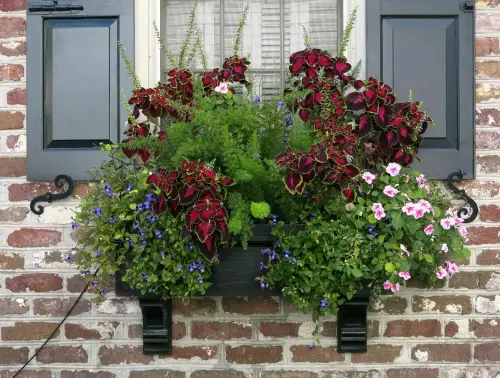 top Plant Combination Ideas for Container Gardens 11