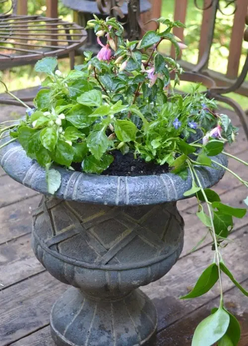 best Plant Combination Ideas for Container Gardens