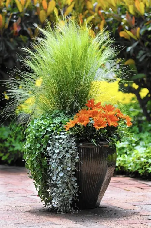 Plant Combination Ideas for Container