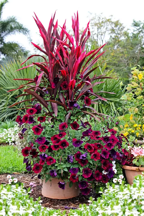 lovely Plant Combination Ideas for Container Gardens 