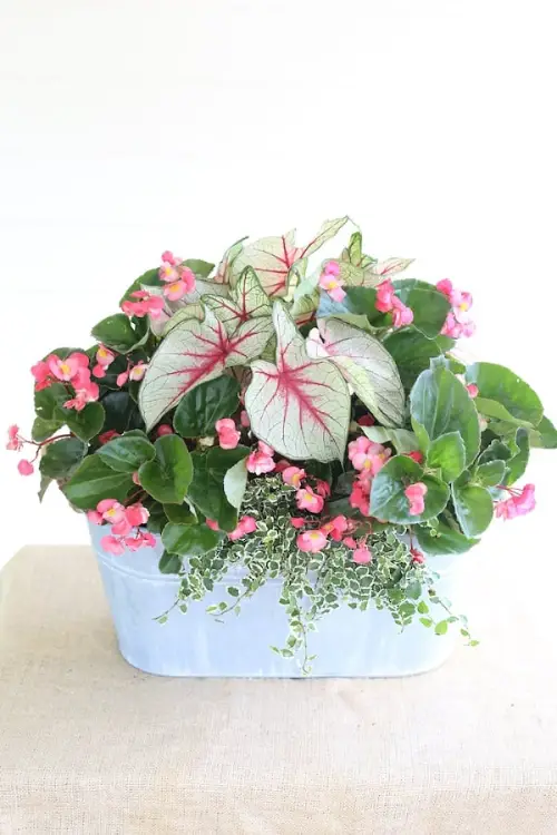 Ideas for Plant Combinations in Container Gardens 