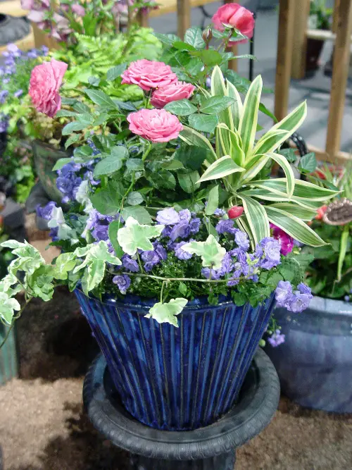 Combination Ideas for Container Gardens 17