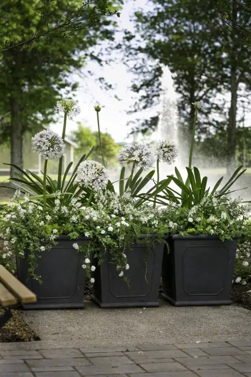Plant Combination Ideas for Container Gardens