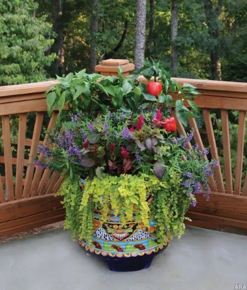 Plant Combination Ideas for Container 