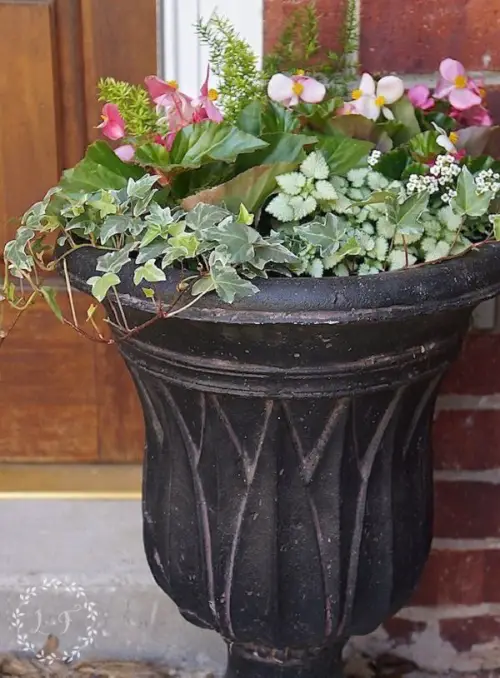 amazing Plant Combination Ideas for Container Gardens 