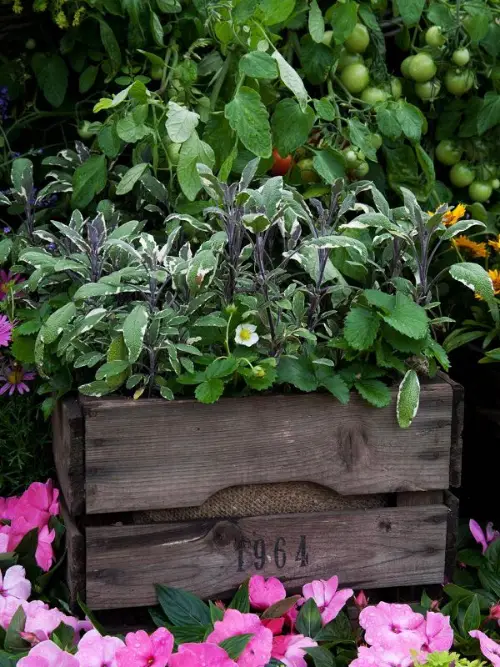 Ideas for Combining Plants in Container Gardens 