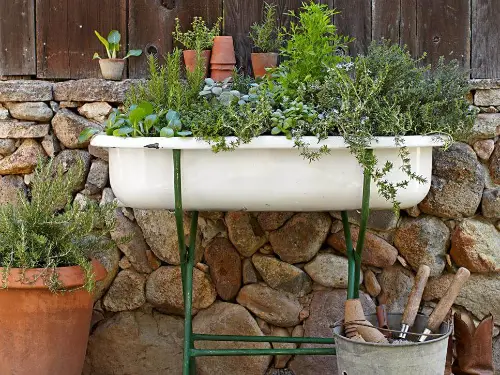 best Ideas for Combining Plants in Container Gardens 