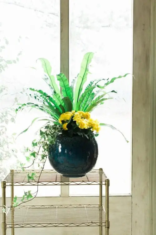 Plant Combination Ideas for Container Gardens 3