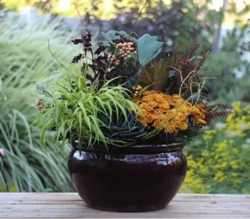 Ideas for Combining Plants in Container Gardens 