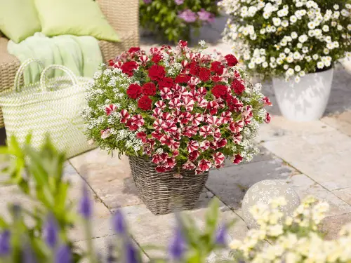 Ideas for Combining Plants in Container Gardens 