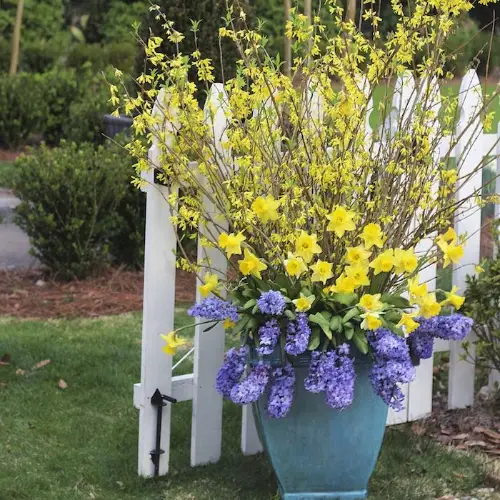 Plant Combination Ideas for Container 