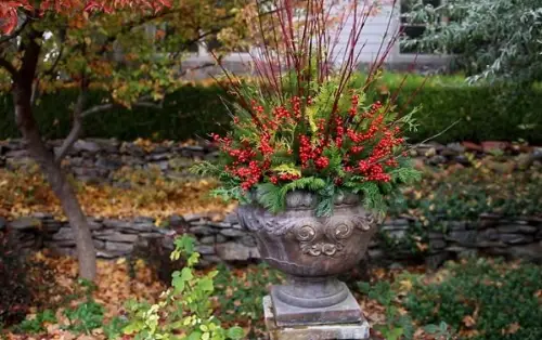 best Plant Combination Ideas for Container Gardens