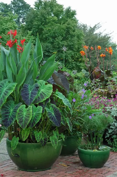 lovely Plant Combination Ideas for Container Gardens 7