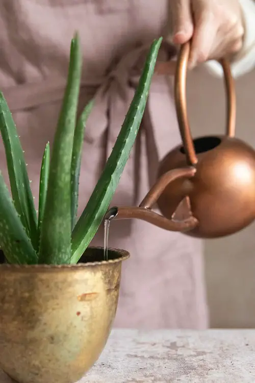 Watering Aloe Vera the Right way