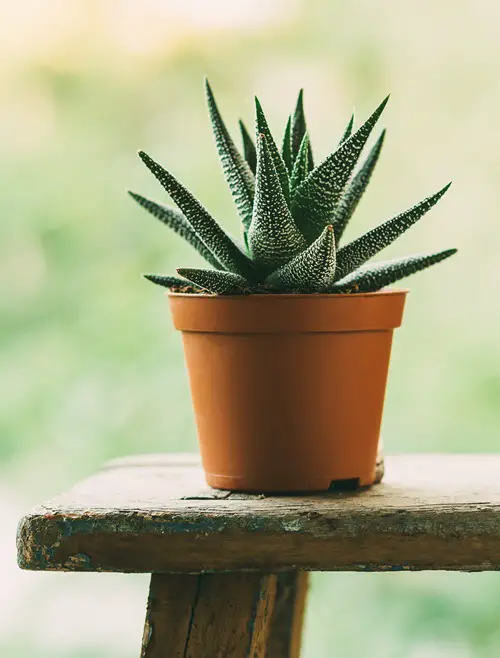 Lace Aloe in pot