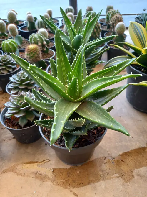 Best Aloe Varieties | Short leaf aloe
