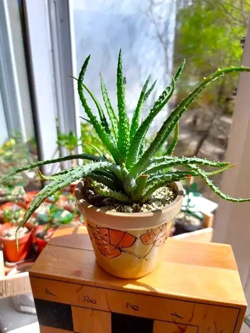 Best Aloe Varieties | Spider Aloe