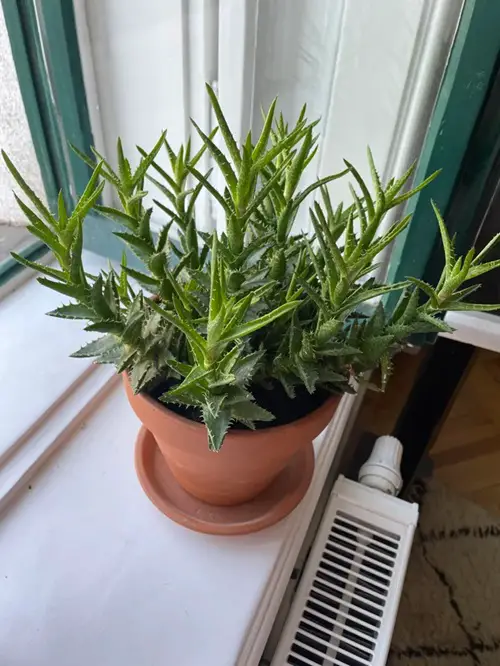 Tiger Tooth Aloe in container