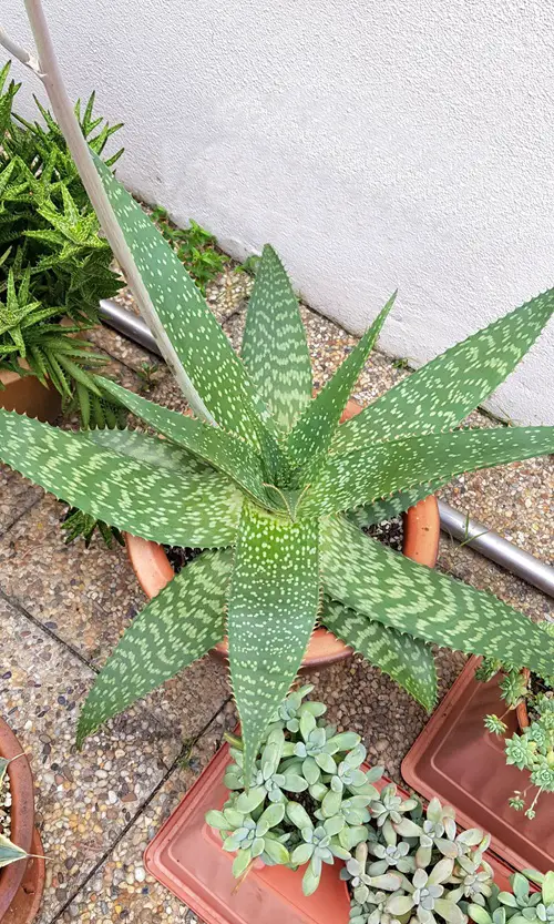 Best Aloe Varieties | Soap Aloe