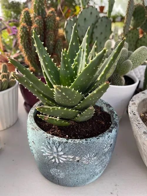 Types of Aloe Varieties | Gold Tooth Aloe
