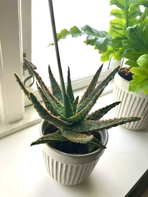 Zebra Aloe in white container